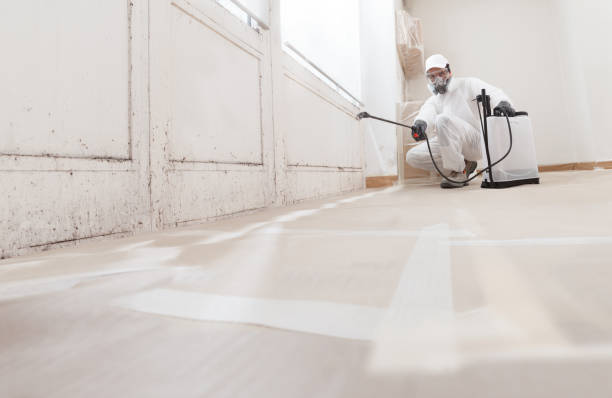 Black mold remediation team in Randolph